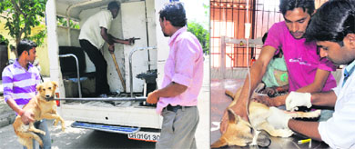 Dog catchers transport stray dogs in a multi-purpose van of the MC to the SPCA in Sector 38 West, Chandigarh; and (right) a veterinarian sterilises a dog at the centre. 