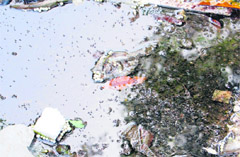 Be Aware Stagnated water becomes a favourite breeding ground for mosquitoes.