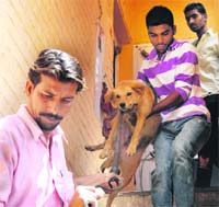 An MC dog-catcher team holds a stray dog during a drive at Sector 44 in Chandigarh.