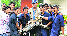 Students handle a leopard under the supervision of Dr RS Kishtwaria, Wildlife Specialist.