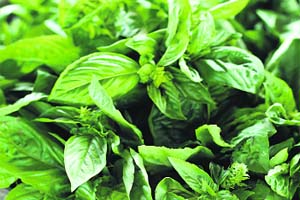 Basil: The king of herbs Thinkstockphots/ GettyImages