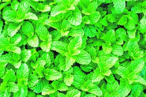 Mint has medicinal value Thinkstockphots/ GettyImages