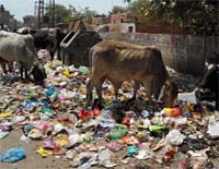 Stray cattle rummage through the garbage scattered on the Railway Road in Muktsar. 