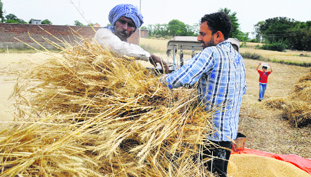 Farmers at work in the Vijaypur area of Samba district on Sunday. 