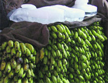 Bananas being ripened in a store using calcium carbide.