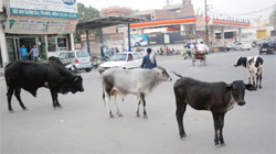 At almost all the busy intersections of the city roads, cattle can be seen walking leisurely, thereby creating chaos for the traffic. Tribune Photo: Pawan Sharma