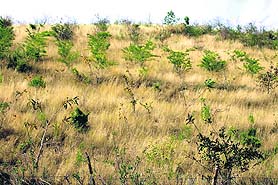 Fodder and saplings grown under the Mid-Himalayan Watershed Development Project.