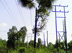 The haphazard installation of transmission lines in the Palampur region