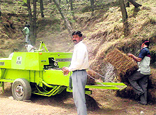 Mass collection of pine needles in progress in Kunihar forest division