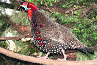 A file photo of the western Tragopan