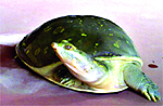 A picture of an endangered Indian turtle posted by a Jalandhar-based animal trader on a website for online sale in violation of the Wildlife Protection Act
