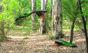 A peacock looks at another of its kind who is in flight at Tiger Safari in Ludhiana.