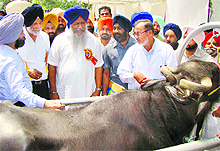 Punjab Animal Husbandry and Dairy Development Minister Gulzar Singh Ranike inaugurates a workshop at Kalyan village in Patiala