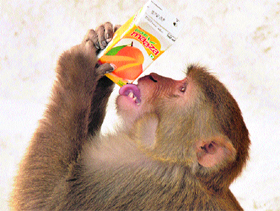 As the mercury rises, a monkey quenches its thirst with a soft drink near Sonepat railway station.