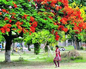 A flower-laden gulmohar tree presents a fascinating view on the University of Jammu campus.