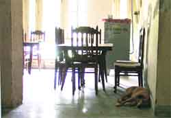 A stray dog rests in the dining hall of Red Cross old age home at Sarabha Nagar in Ludhiana on Thursday. Photo: Inderjeet Verma