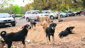 Extending their territory Dogs bask in the sun outside the municipal corporations office at Sector 17 in Chandigarh.