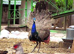 A peacock at the park in Shimla
