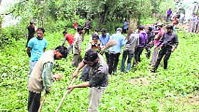 Youths remove wild cannabis growth from the banks of the Jhelum in Srinagar on Sunday