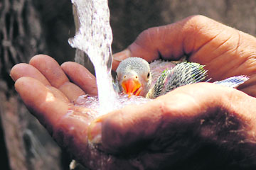A man offers water to a parrot offspring in Jammu on Sunday.