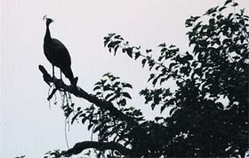 A peacock perched atop a tree on the NDRI campus in Karnal