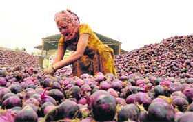 A woman removes dust from onions at the new grain market in Pipli, Kurukshetra
