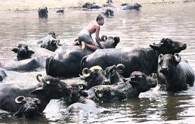 COOL COMFORT: Buffaloes take a dip in a canal in Karnal as the mercury begins to soar in the region
