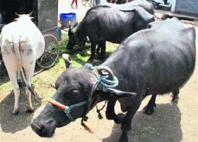 Dairies in residential areas are a nuisance