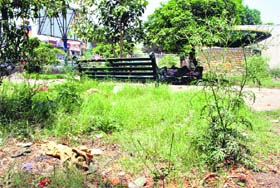 Wild growth dots a park near Gurdwara Dukhnivaran Sahib in Patiala