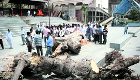 The chopped tree at Jogi Gate cremation ground in Jammu.