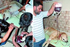 (Left) Chinki, a female labrador, donates blood that was transfused to the ailing Tyson (right) in Bathinda on Wednesday