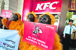 Greenpeace activists dressed as Orangutans take part in a protest outside a KFC outlet in New Delhi on Thursday. They urged Kentucky Fried Chicken (KFC) to stop destroying rainforests - habitat for endangered species like orangutans and the Sumatran tiger - as a source for their packaging paper.  AFP 