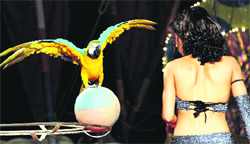 An artiste performs a show with a parrot in a circus in Dehradun on Saturday. Tribune photo: Vinod Pundir 