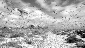 In Punjab, it was known as the Tiddee Dal  locust army
