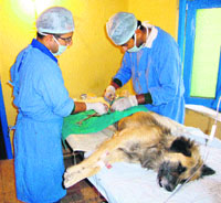 Experts perform an operation in a mobile operation theatre.