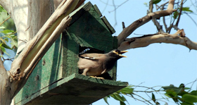 Some of the artificial nests.