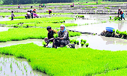 Farmers at work in a paddy field in Awantipora in south Kashmirs Pulwama district on Sunday. Farming activity has picked up in Kashmir over the last couple of days due to an improvement in weather