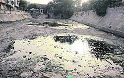 A sewage pond on the Municipal Corporation land in Ward 19 in Jalandhar