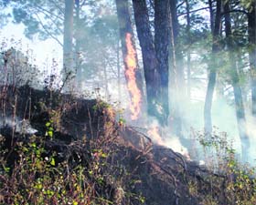 A forest on fire near Palampur