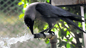 Not only human beings, birds too are feeling the heat this summer.