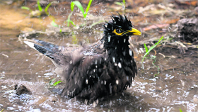 A chicken takes a splash to beat the heat in Chandigarh.