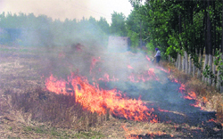 Stubble being burnt in a field at Ludhiana. Photo: Inderjeet Verma