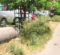 Wild growth along a road at Ward No. 55 in Ludhiana.