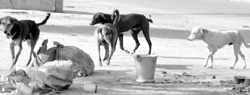 Stray dogs in Patiala. Tribune photo: Rajesh Sachar