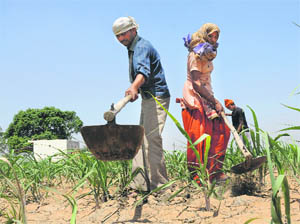 Farmers remove weeds from a sugarcane field in Karnal. 