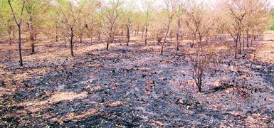 Who burnt these trees at GMC? An NGO has brought to fore a fire incident on the Government Medical College premises which occurred on May 25 and led to massive destruction of trees.