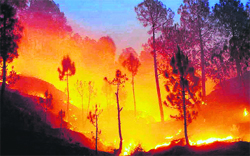 RAGING FLAMES: A pine forest on fire near the Kunal Pathri temple in Dharamsala on Friday. Photo: Kamaljeet