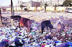 Garbage dumped near PIMS; and (below) broken swings in a park at Chhoti Baradari in Ward 32 in Jalandhar