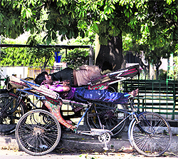Rickshaw pullers take a nap under a tree on a hot Saturday afternoon in Jalandhar