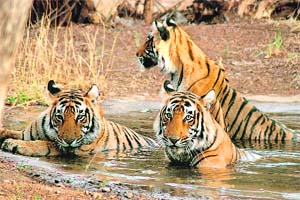 The Royal Bengal tiger is an ace swimmer